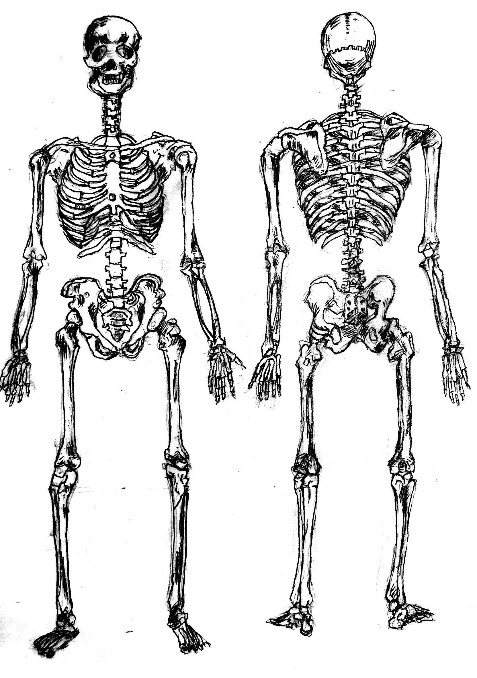 sketch of skeleton